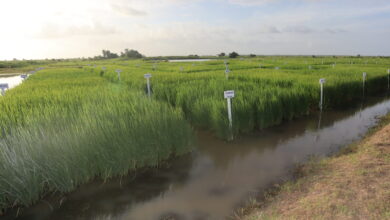 Photo of Agri. Ministry partners with IICA to develop first ever bio-fortified rice variety in the Caribbean