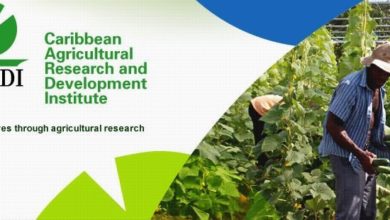 Photo of CARDI’s Research Vital To Agricultural Development