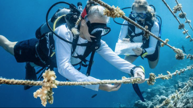 Photo of From the Field: Boosting ocean literacy