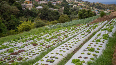 Photo of Caribbean Week of Agriculture countdown has begun