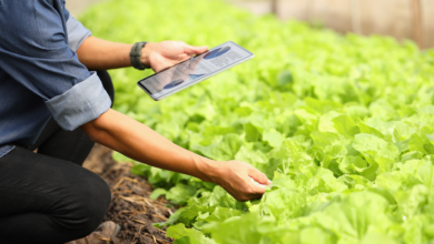 Photo of Survey Spotlights Caribbean Food Resilience, Paving the Way for Bold Regional Action