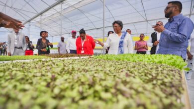 Photo of Major achievements under food security initiative