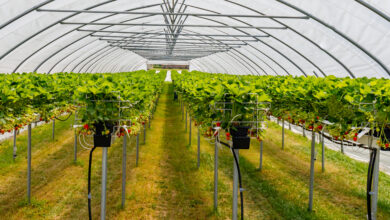 Photo of CARICOM, IFC Partner to Spur Green Investments Across English-speaking Caribbean