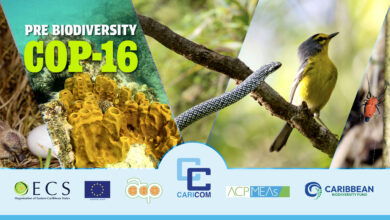 Photo of Caribbean Nations Prepare for Critical Role at COP 16 to Protect Regional Biodiversity