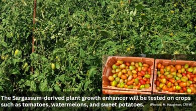 Photo of Field trials on the horizon for Sargassum-derived fertiliser