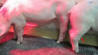 Photo of CAHFSA advises tightened measures as African Swine Fever detected in Region