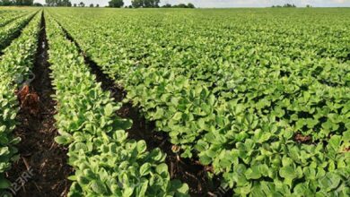 Photo of Media Advisory: Guyana’s President Dr Irfaan Ali to address the Opening Ceremony, Caribbean Week of Agriculture