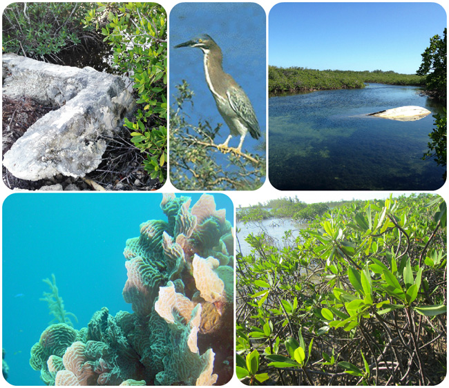 Photo of Andros mangrove restoration project shortlisted to win exclusive European grant