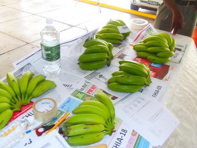 Photo of Black Sigatoka tolerant bananas harvested in Dominica