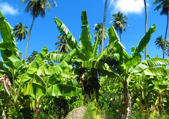 Photo of Dominica looks to France for help with banana industry