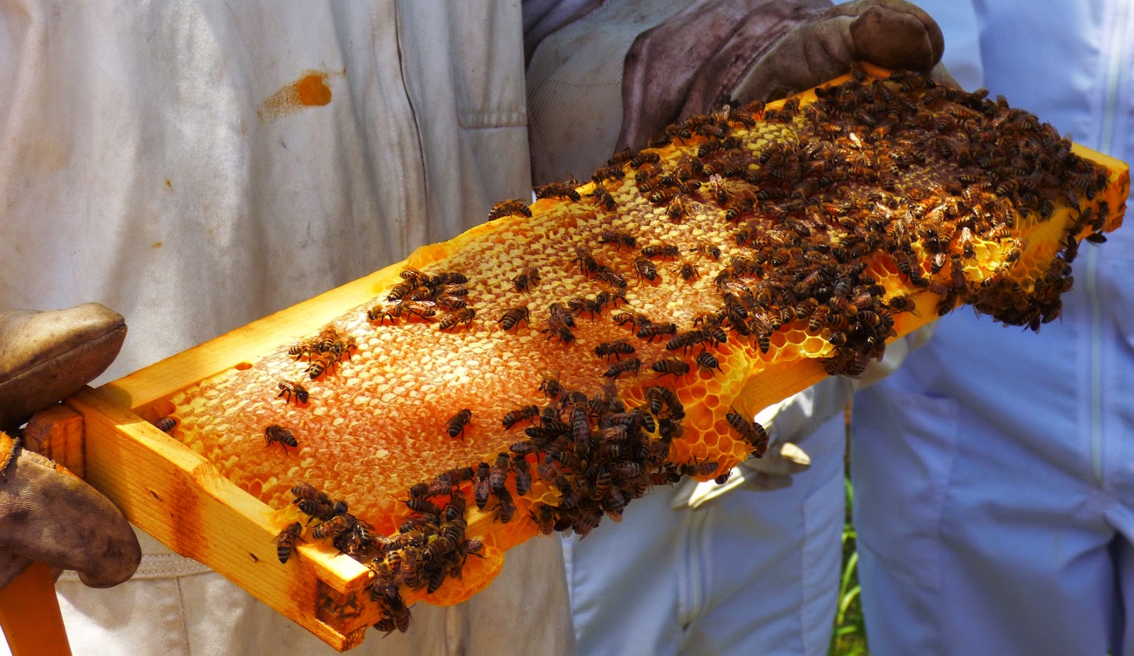 Photo of Following IICA training… Honey gets sweeter for local bee-keepers