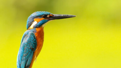 Photo of CARICOM Delegates Head to Canada for COP15