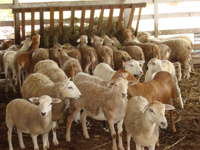 Photo of Regional programme launched to increase goat, sheep meat production