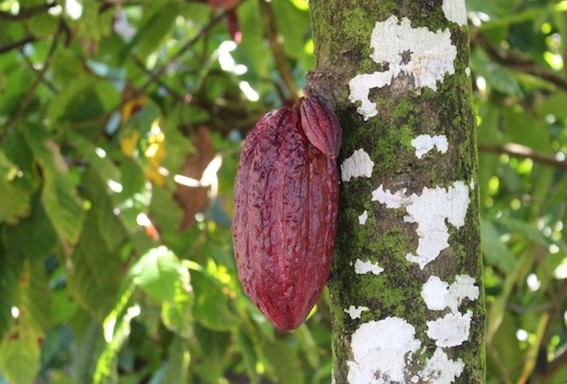 Photo of Transforming Caribbean Cocoa