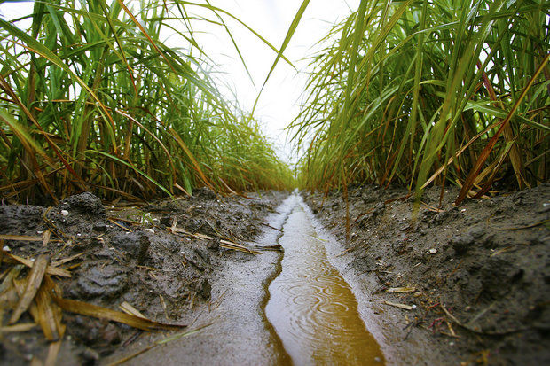 Photo of Bilateral discussions on sugar exports