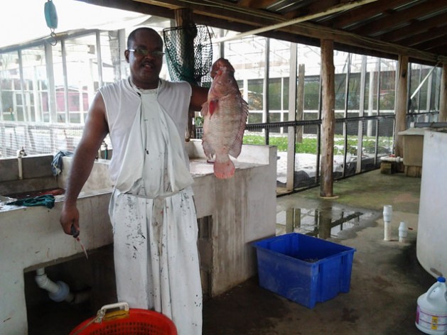 Photo of Caribbean Looks to Aquaculture Food Security to Combat Climate Change