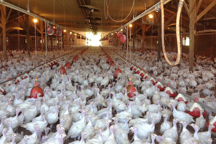 Photo of Significant investment opportunities in Region’s poultry industry