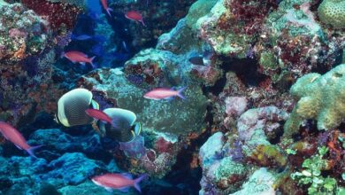 Photo of New High-Seas Treaty must ensure equity for Caribbean nations