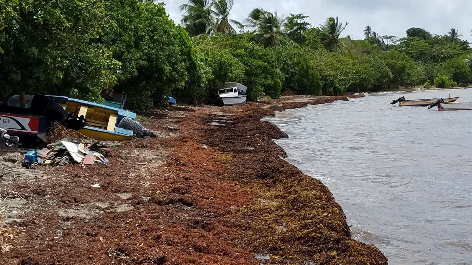 Photo of After record Sargassum influx, CRFM initiates fact-finding study in CARICOM States