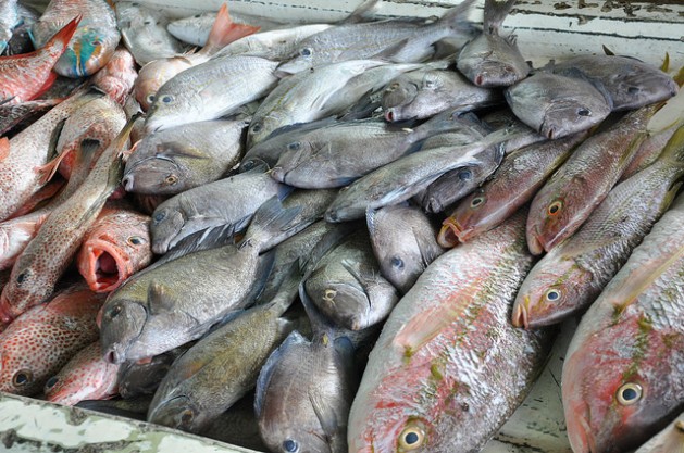 Photo of Caribbean fishing industry ends meeting on upgrading food safety systems