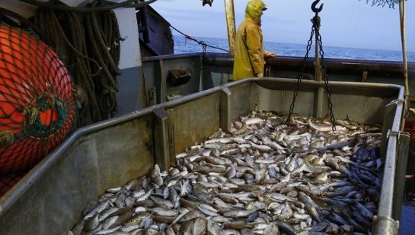 Photo of Caribbean fish stocks dwindling as illegal fishing intensifies