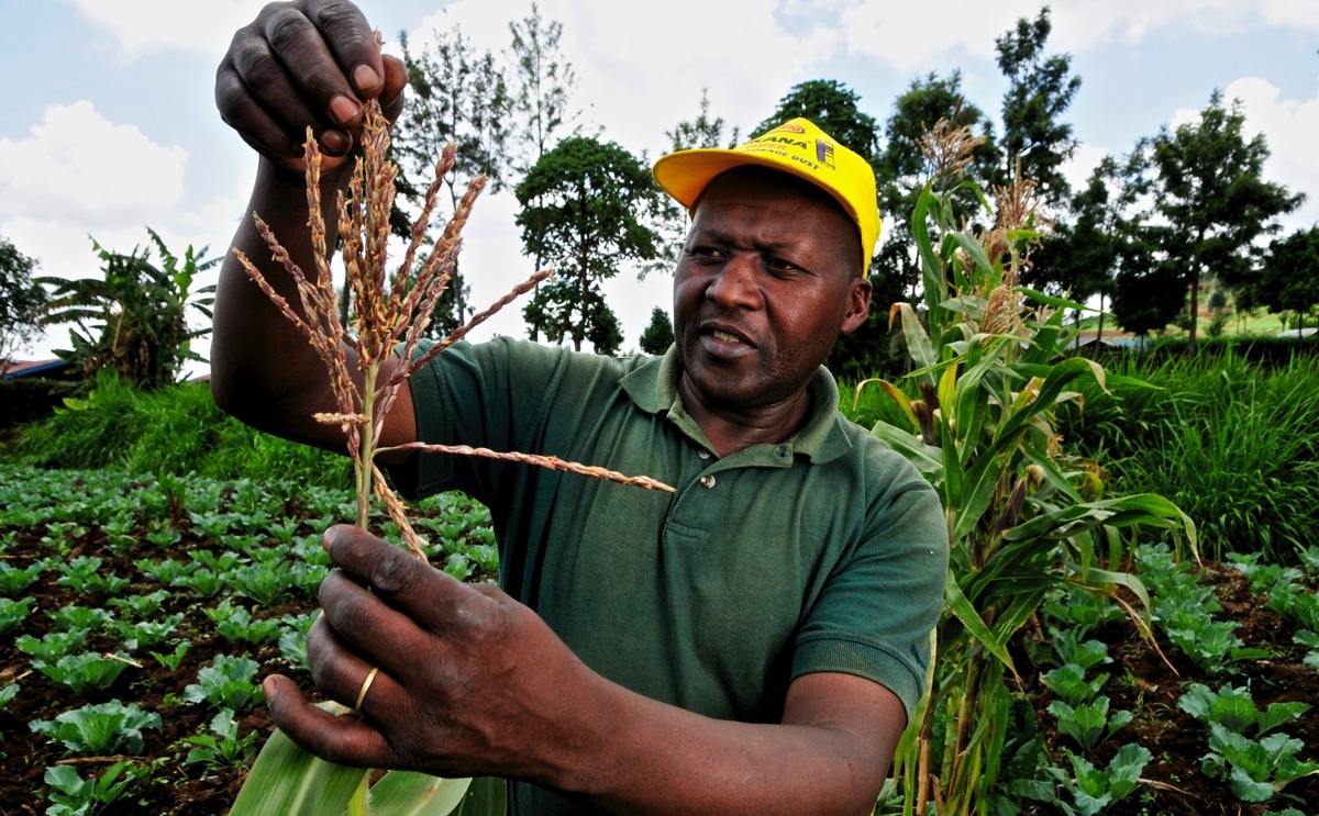 Photo of Developing climate smart agriculture in Grenada