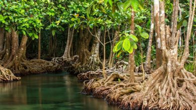 Photo of Loss of mangroves, land for agriculture in focus  as CARICOM observes International Biological Diversity Day
