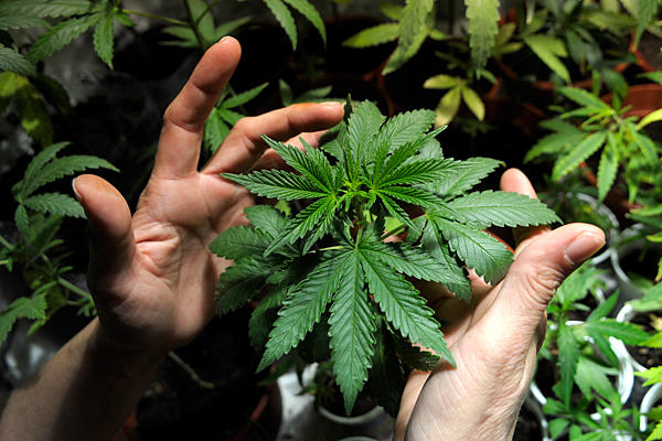 Photo of Jamaican scientists close to creating affordable hepatitis C drug from ganja