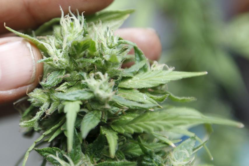 Photo of CARICOM decriminalisation of marijuana report expected next month