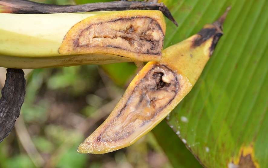 Photo of Moko Disease Threatens Suriname Banana Sector