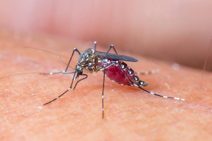 Photo of New strain of Chikungunya in Brazil could spur North American outbreak