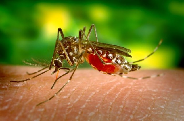 Photo of CARPHA Must Receive Zika Blood Samples Within 5 Days of First Symptom