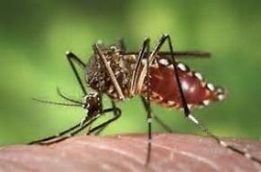 Photo of Jamaica reeling under Chikungunya virus