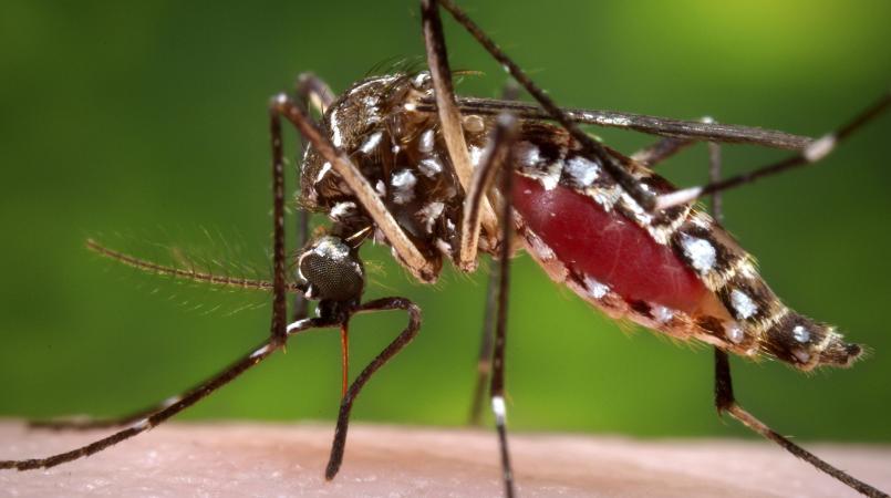 Photo of Zika Virus Reaches the Caribbean Community