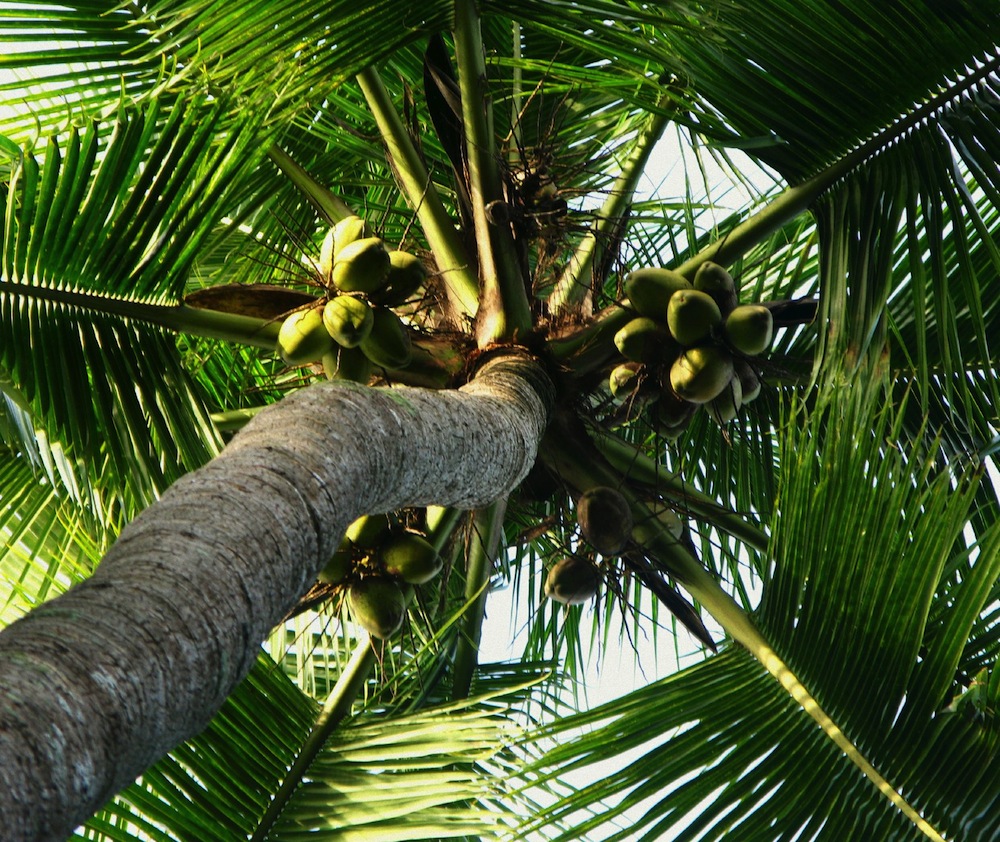 Photo of No shortage of coconuts, as Caribbean coconut water increases- CARDI boss