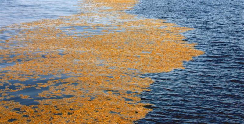 Photo of Sargassum project presents at the Smithsonian