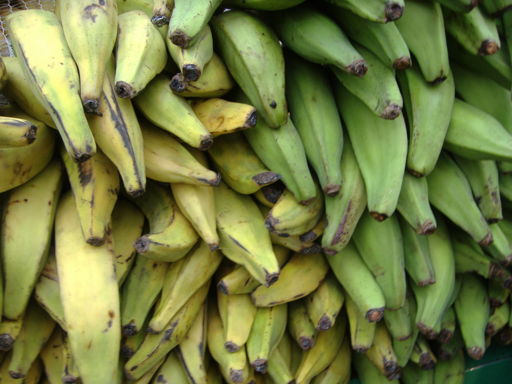 Photo of Canada to fund six-year plantain production and marketing project
