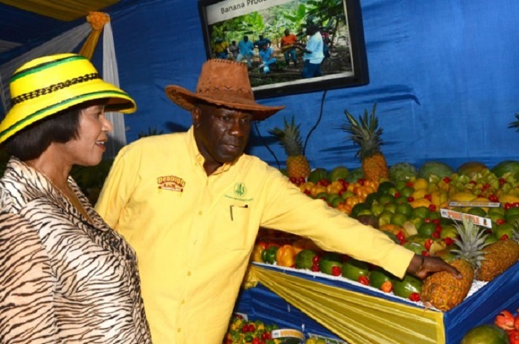 Photo of Jamaica expanding cassava industry with help from Colombia