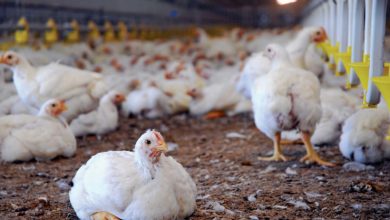 Photo of Intensify efforts against Highly Pathogenic Avian Influenza spread – veterinarians advise Region