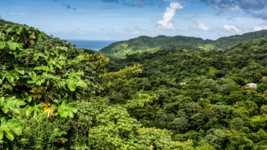 Photo of CARICOM, CITES Secretariats raise awareness, build capacity on wildlife conservation in Dominica and Grenada