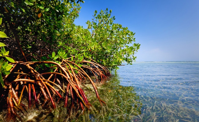 Photo of Attitude Change On Environmental Issues Fostered By Youth Ambassadors