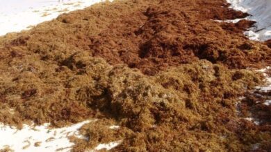 Photo of CARICOM Private Sector Organization Facilitates Regional Agreement for the Development of Sargassum