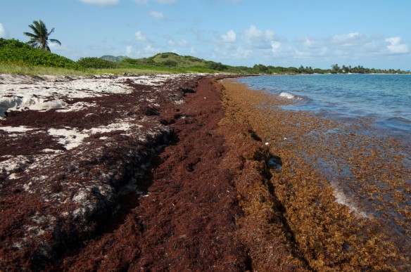 Photo of Our sargassum test demands urgent action