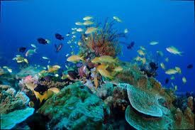 Photo of SHAPING A POST-2020 GLOBAL BIODIVERSITY FRAMEWORK – “Innovation for a Sustainable Ocean in the Caribbean”