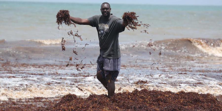 Photo of CDN Special Feature: THE SARGASSUM PHENOMENON IN THE CARIBBEAN