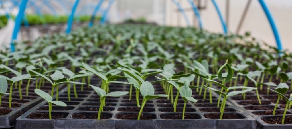 Photo of Food Security: A Priority in Dominica