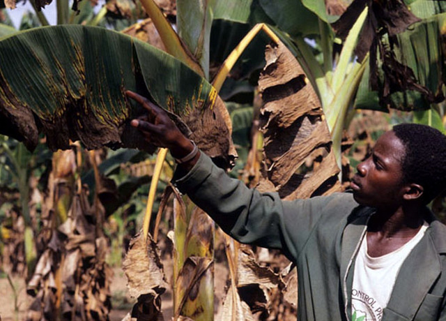Photo of CARDI, CDB host black Sigatoka disease training workshop in Guyana