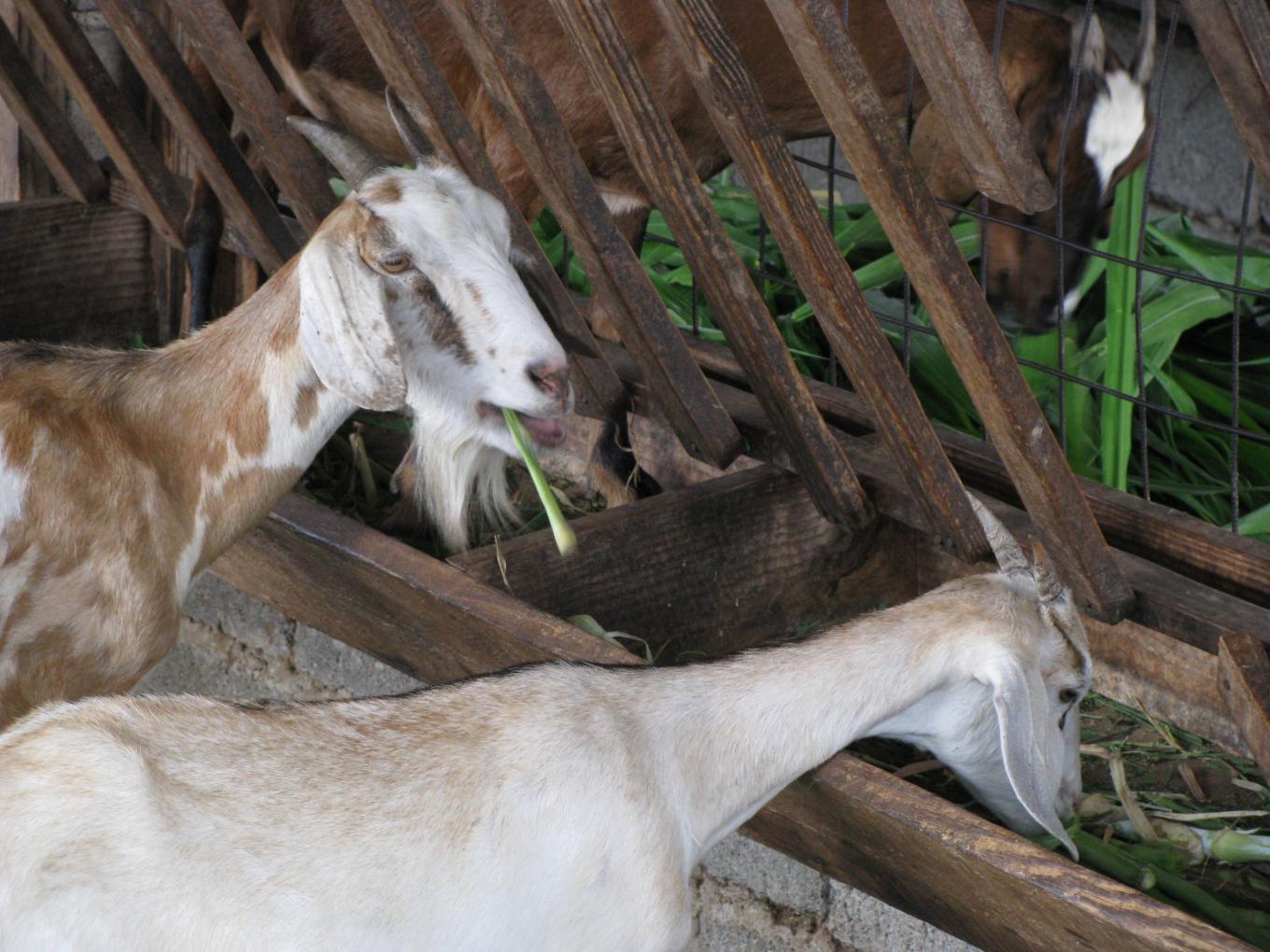 Photo of Six Caribbean countries receive training on improved breed management and techniques for small ruminants