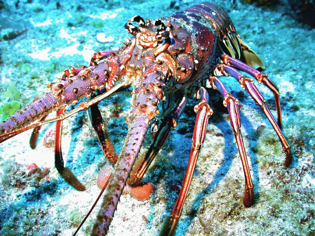 Photo of Caribbean Fisheries Forum to review regional spiny lobster declaration