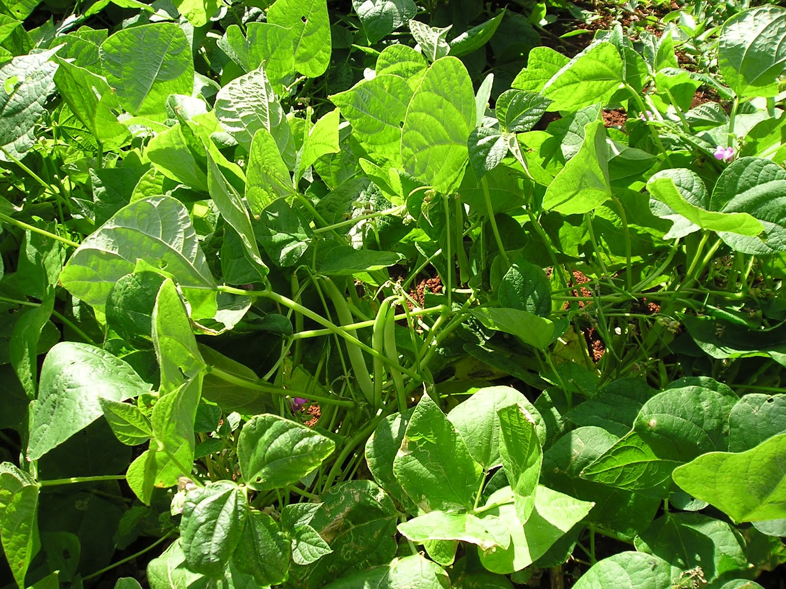 Photo of How Latin America and the Caribbean is ending hunger